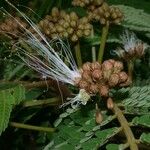 Balizia elegans Fruit