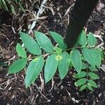 Rhus copallinum Blad