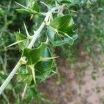 Solanum arundo 叶