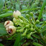 Vaccinium racemosum Fruto