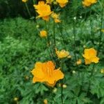 Trollius chinensis പുഷ്പം