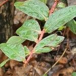 Euphorbia nutans Folha