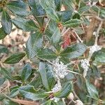 Berberis verruculosa Leaf