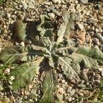 Taraxacum pyropappum Habit