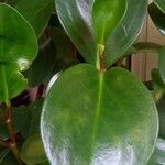 Peperomia magnoliifoliaFolla