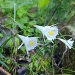 Narcissus cantabricus Flower