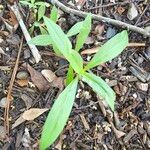 Diodia virginiana Blatt