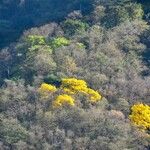 Handroanthus albus Flors