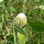 Trifolium alexandrinum Žiedas