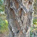 Machaerium opacum Bark