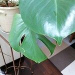 Monstera deliciosaFolio