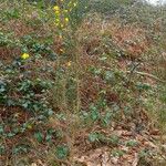 Ulex europaeus ശീലം