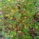 Vaccinium arboreum Leaf