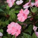 Impatiens walleriana Flower