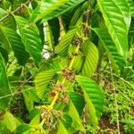 Coffea canephora Blatt