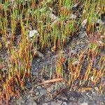 Juncus arcticus Habitat