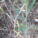 Lathyrus cicera 叶