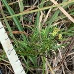 Stenaria nigricans Feuille