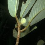 Ficus gomelleira Plod