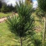 Pinus flexilis Lehti