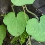 Cymbalaria hepaticifolia Leaf