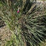 Dierama pulcherrimum Habit