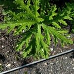 Pelargonium graveolens Feuille