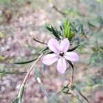 Coleonema pulchellum Flower