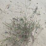 Launaea fragilis кора