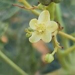 Jatropha chevalieri Kwiat