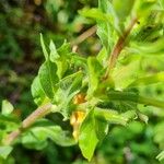 Oenothera indecora Blad