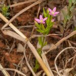 Centaurium pulchellum Ліст