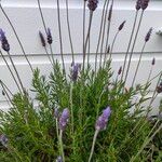 Lavandula dentataBlüte