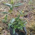 Caldcluvia paniculata Leht