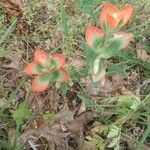 Castilleja nervata Leaf