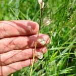 Rhinanthus majorFruit