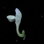 Scutellaria repens Flor