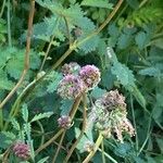 Sanguisorba verrucosa Žiedas