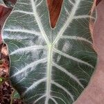 Alocasia longiloba Blatt