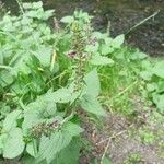 Stachys sylvatica Λουλούδι