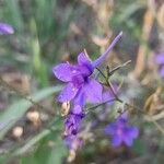 Delphinium consolidaFlower