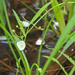 Sagittaria graminea Blomma