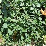 Iberis carnosa Leaf