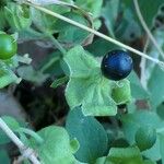 Silene baccifera Fruto