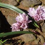Allium cratericola Fiore