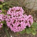 Valeriana macrosiphon 花