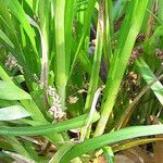 Carex cephalophora Habitus