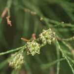 Gymnostoma nodiflorum Fleur