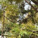 Grevillea robusta Leaf