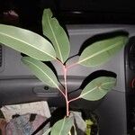 Corymbia ficifolia 葉
